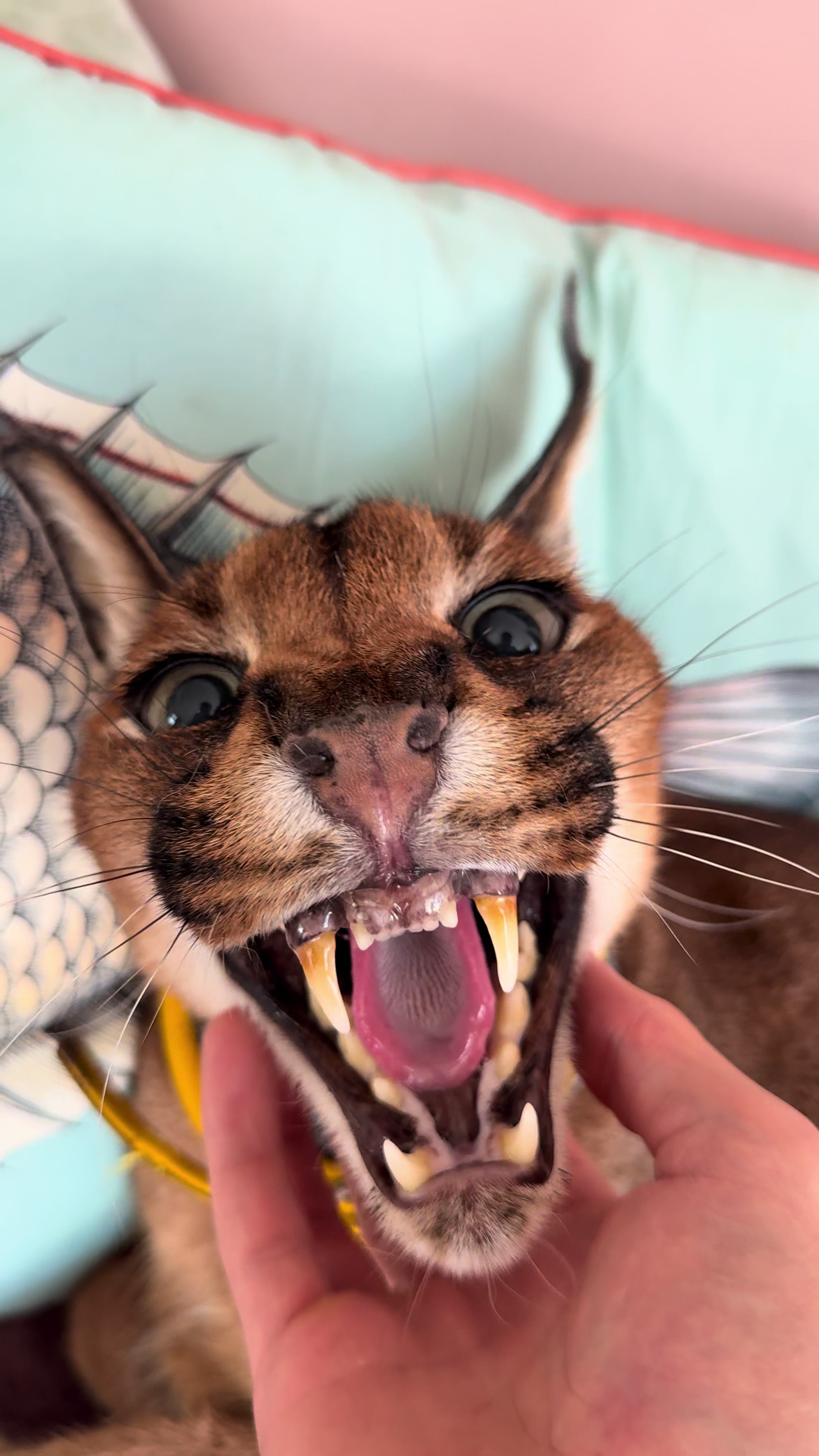 @Pumba Caracal