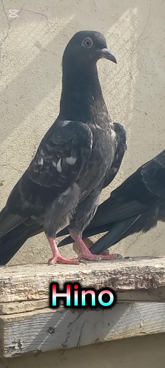 @Ranakasuripigeon