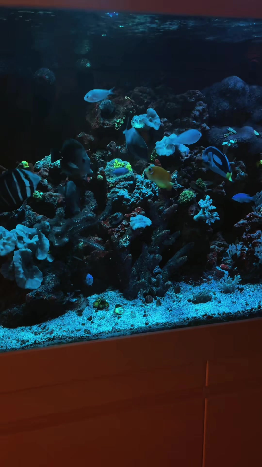 @reeflove