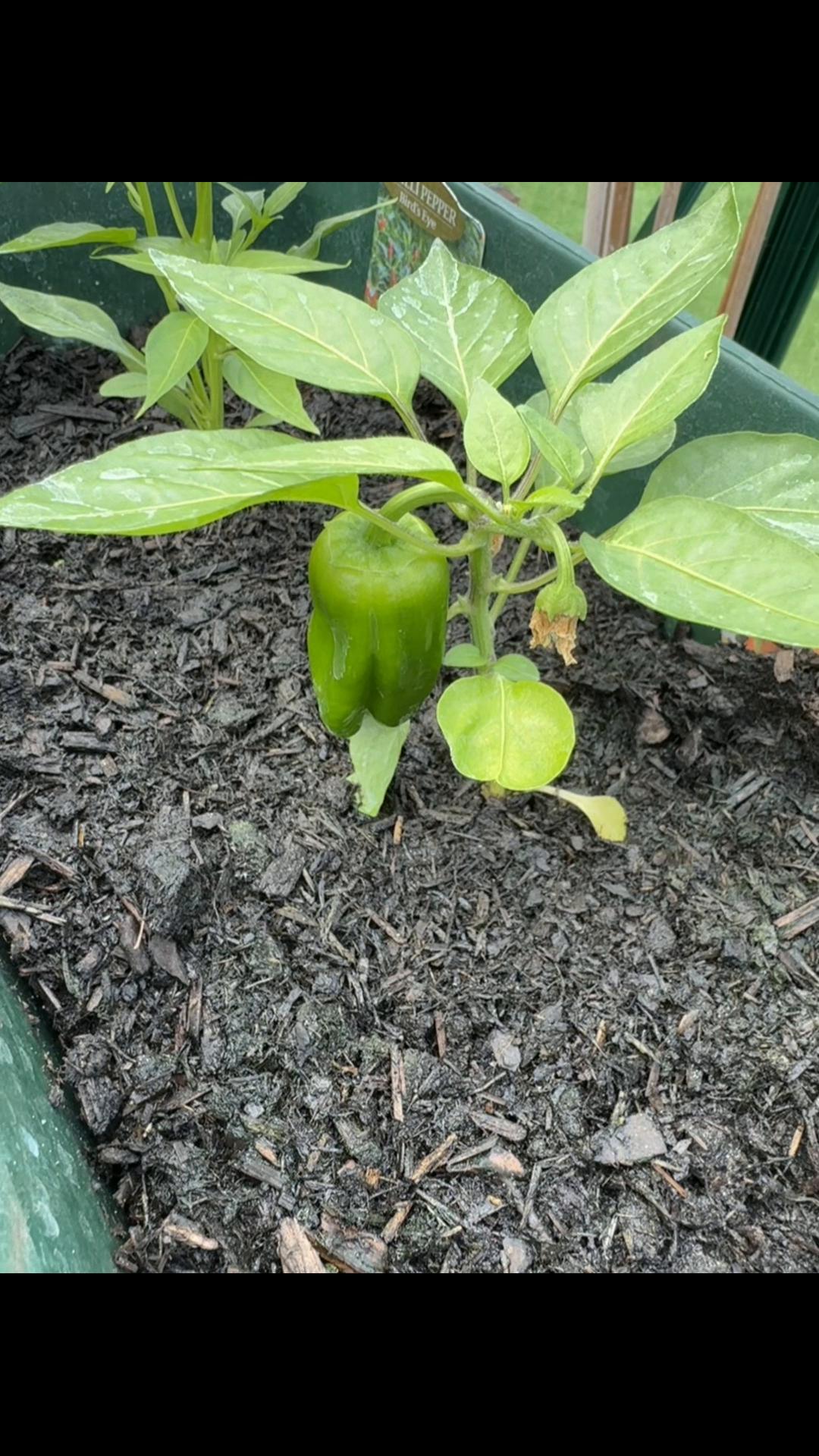 @grandadgreenhouse