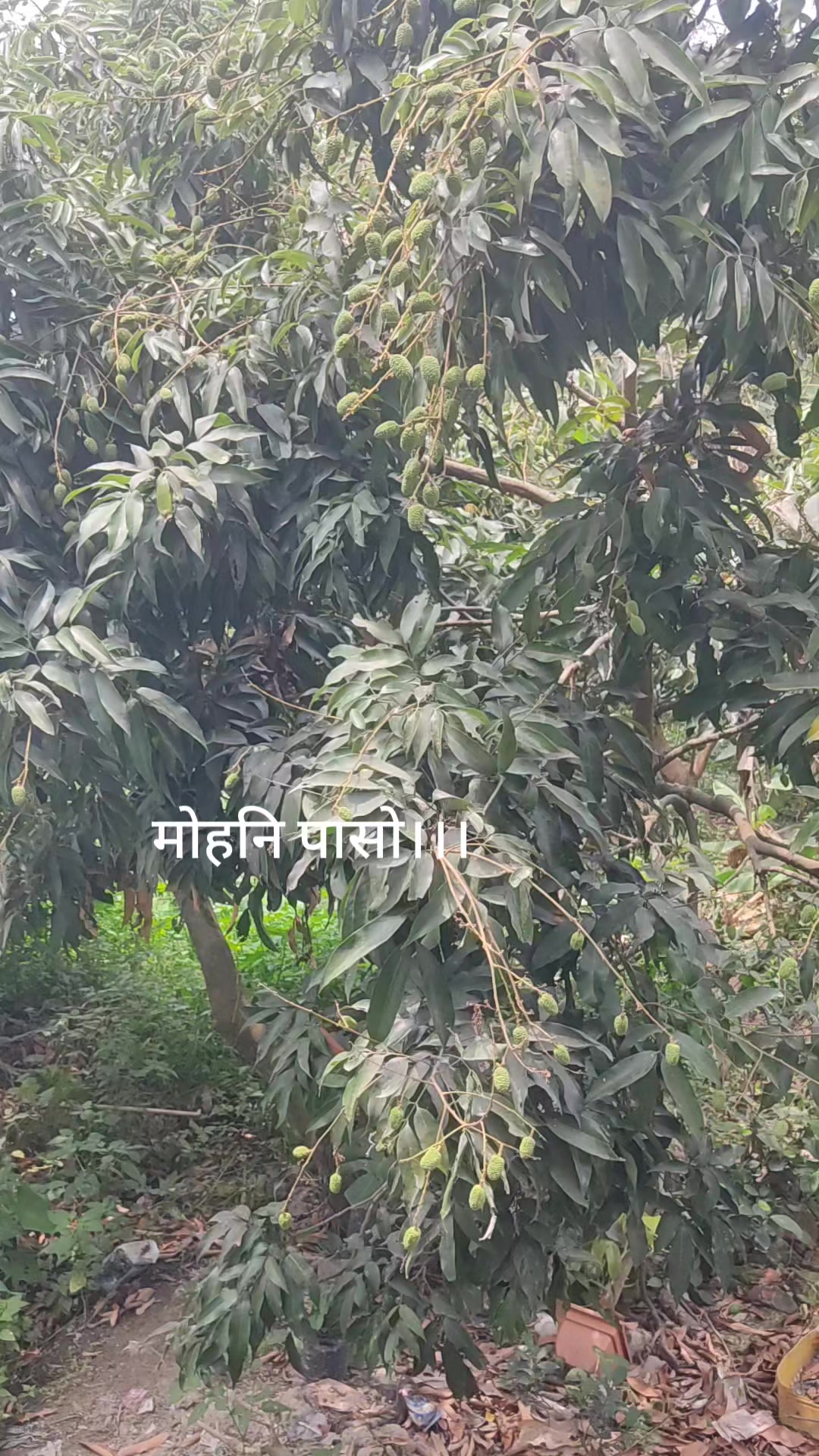 @BIRAT BONSAI