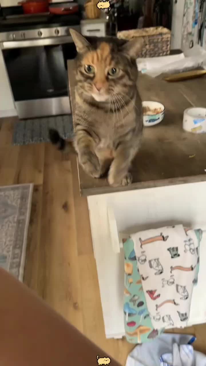 @Kitty Meow