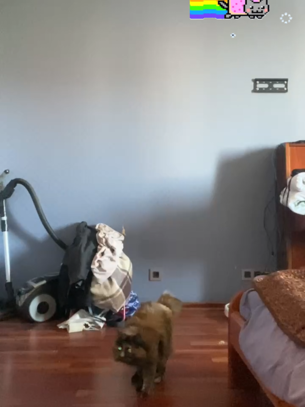 @кица