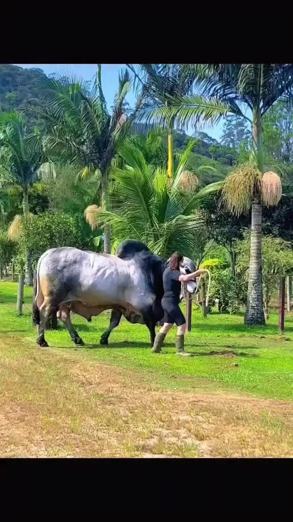 @AmirGarcia69🇲🇾🐂🐐