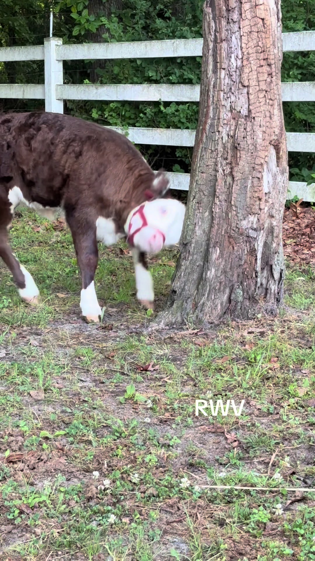 @RWV Land & Livestock