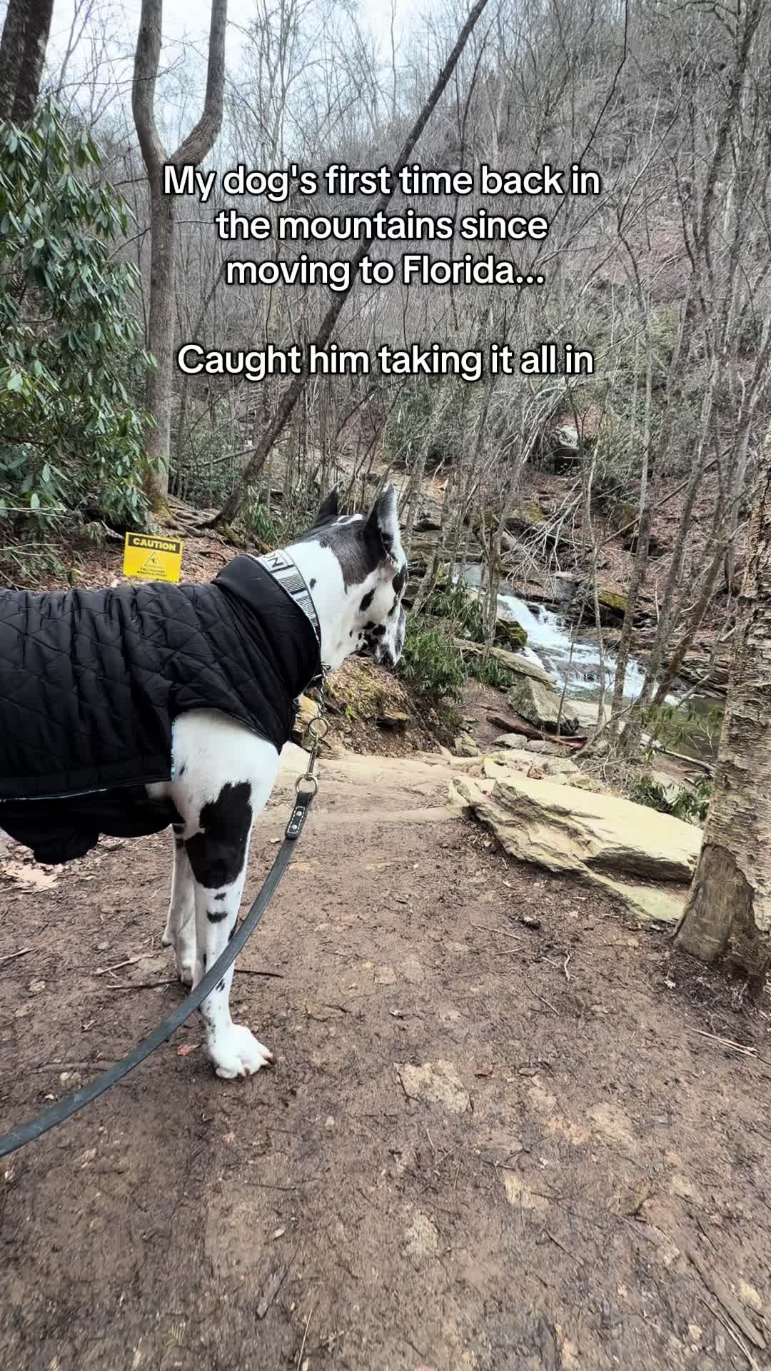 @Greyson the Great Dane