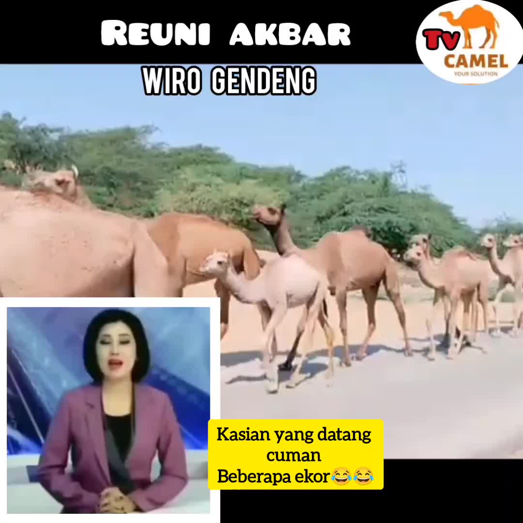 @pawang kadal. com
