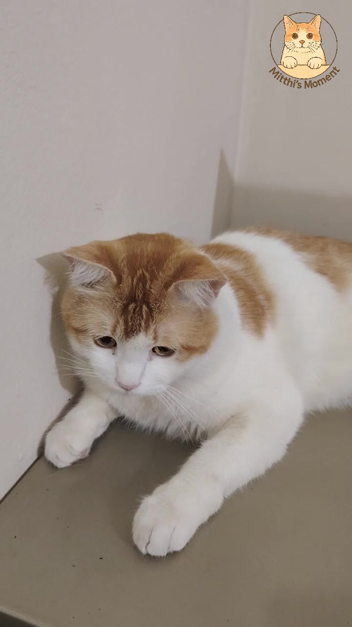 @Mitthi the Meow Meow