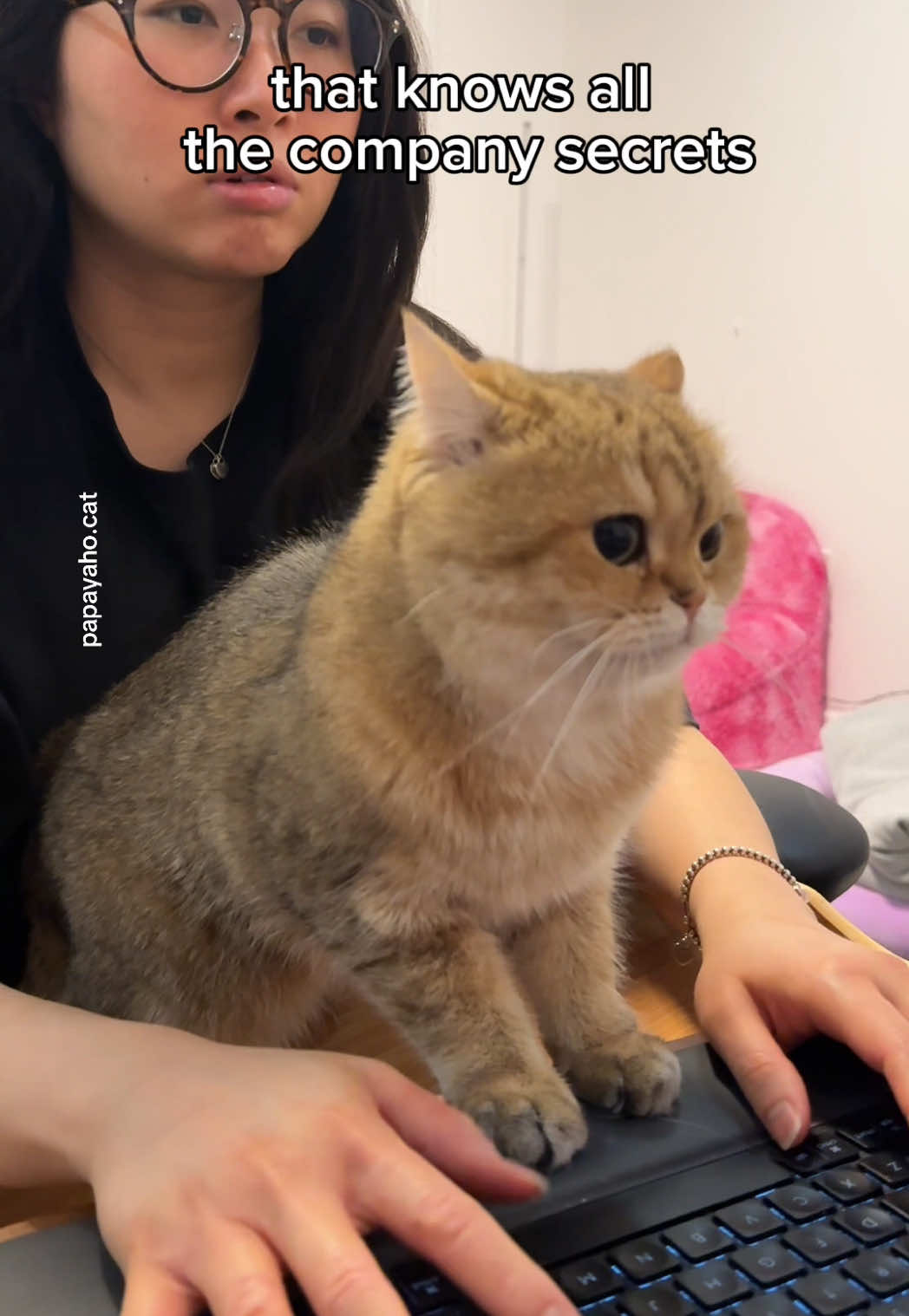 @Papaya the Cat