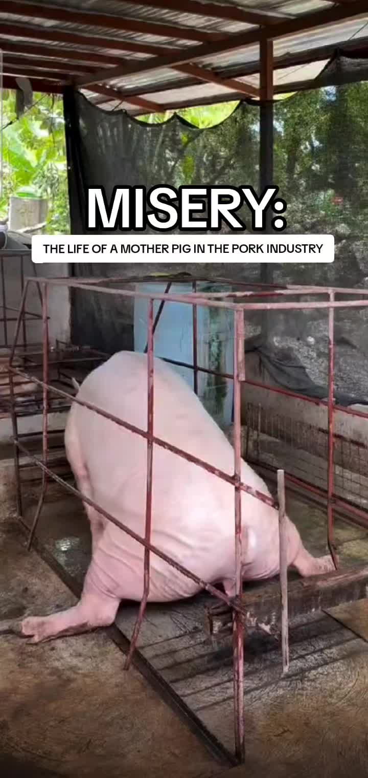 @Khaby Go Vegan