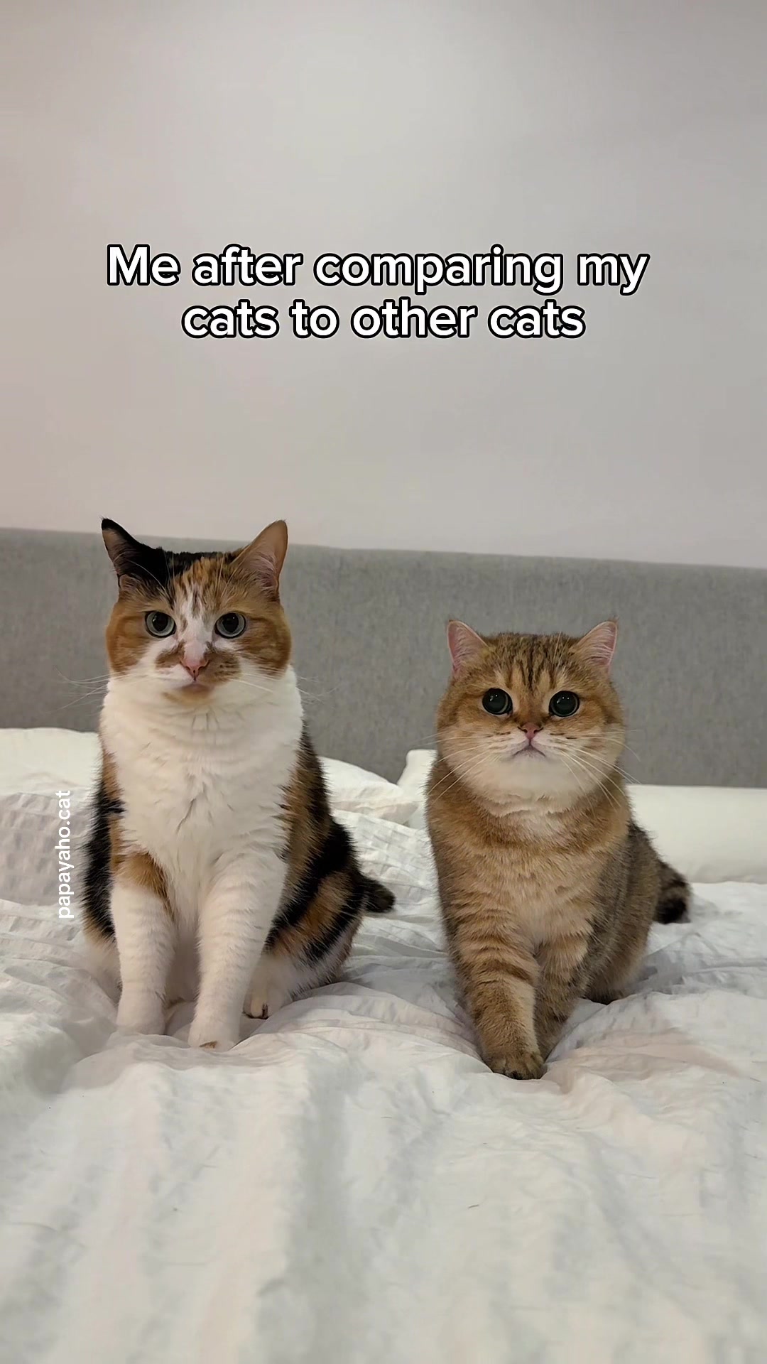 @Papaya the Cat