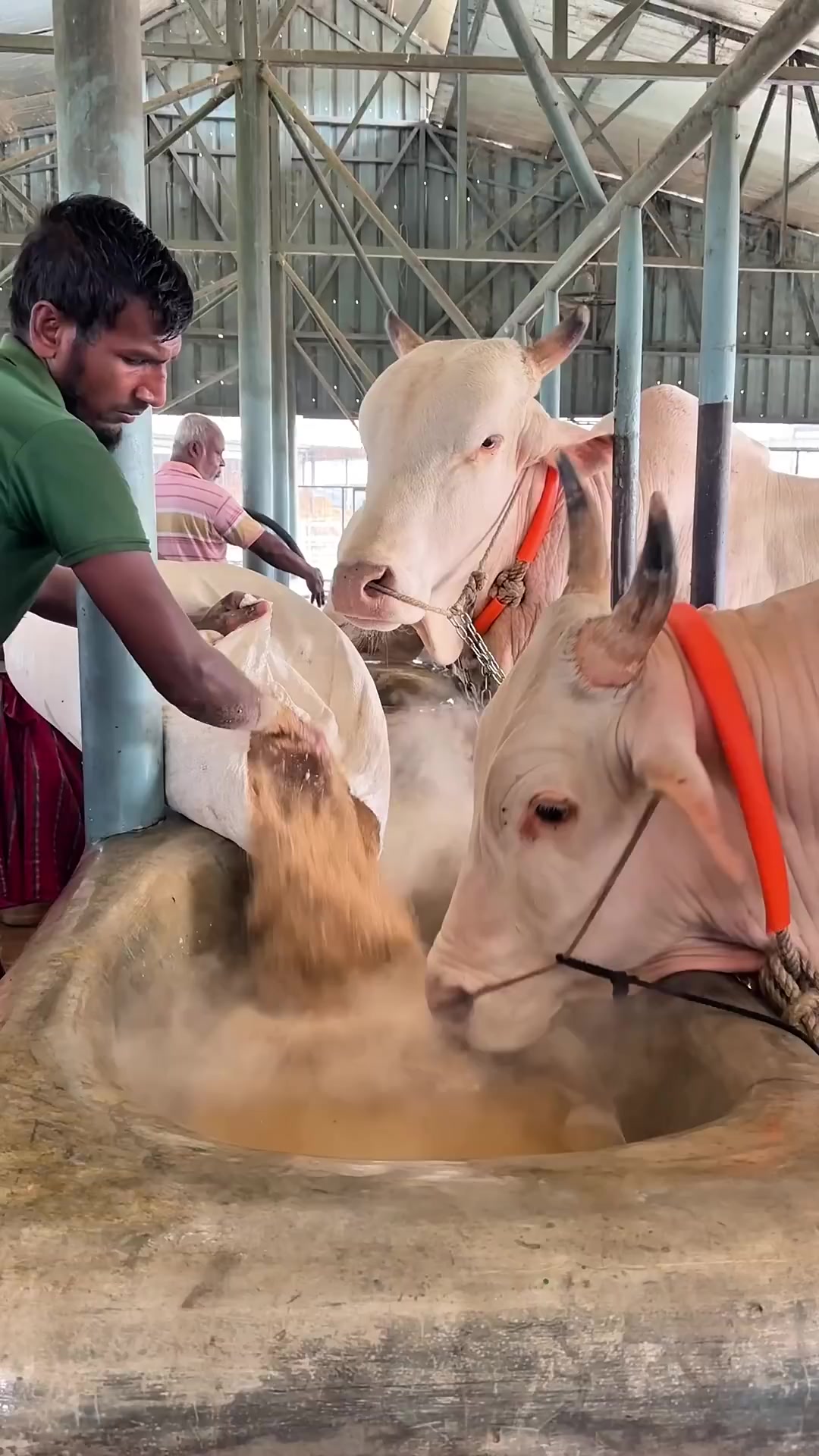 @গরুর ঘর🐄