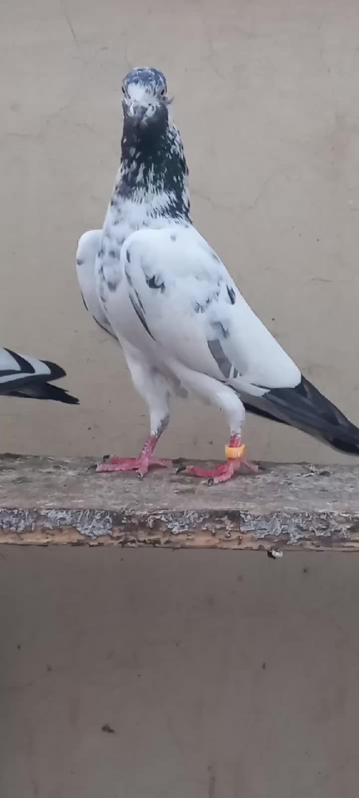 @Ranakasuripigeon