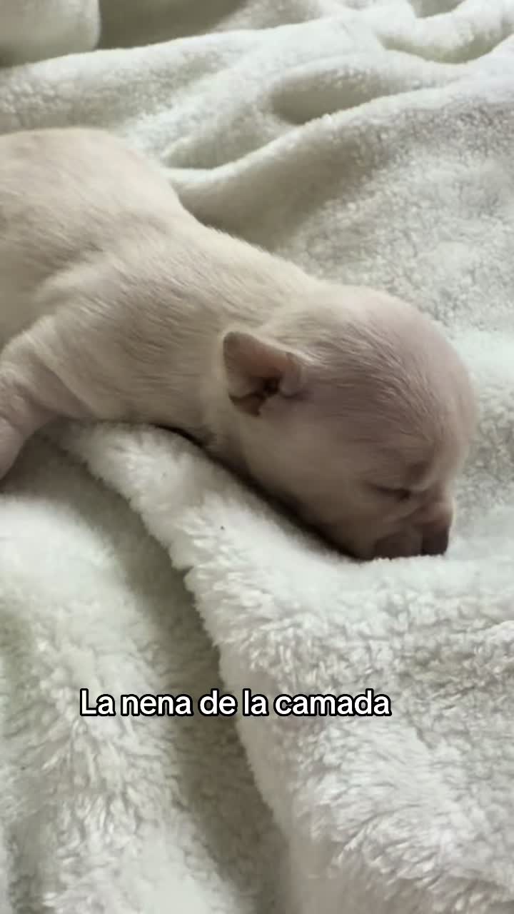 @chihuahuasbabies