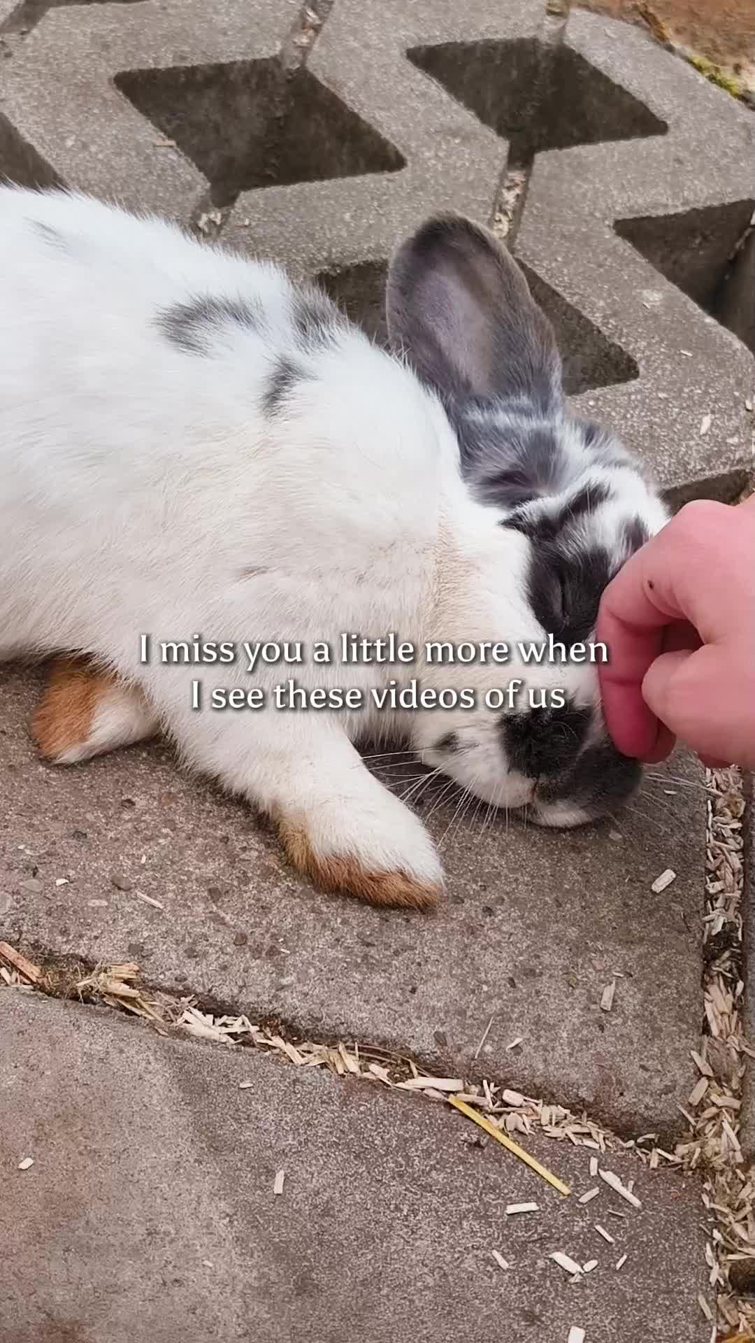 @𝙽𝚘𝚗𝚘❤︎