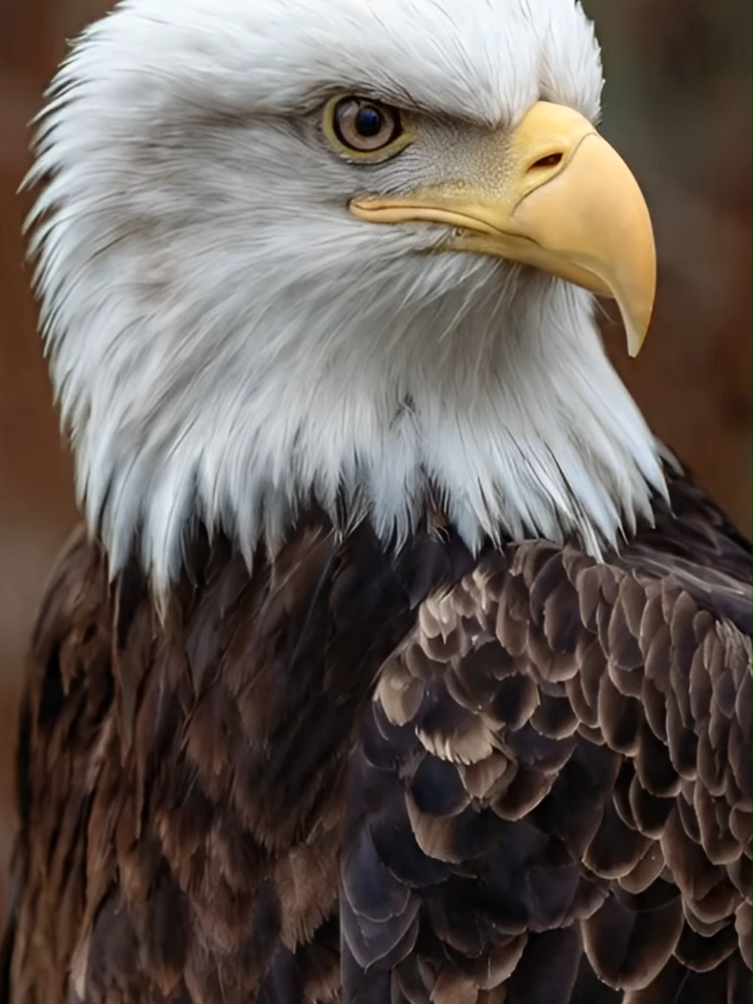 @Eagle Lover 143