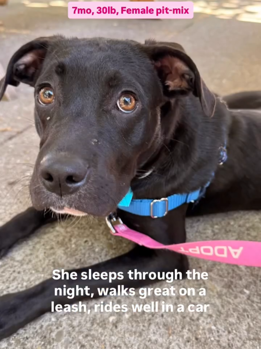 @Oakland Animal Services
