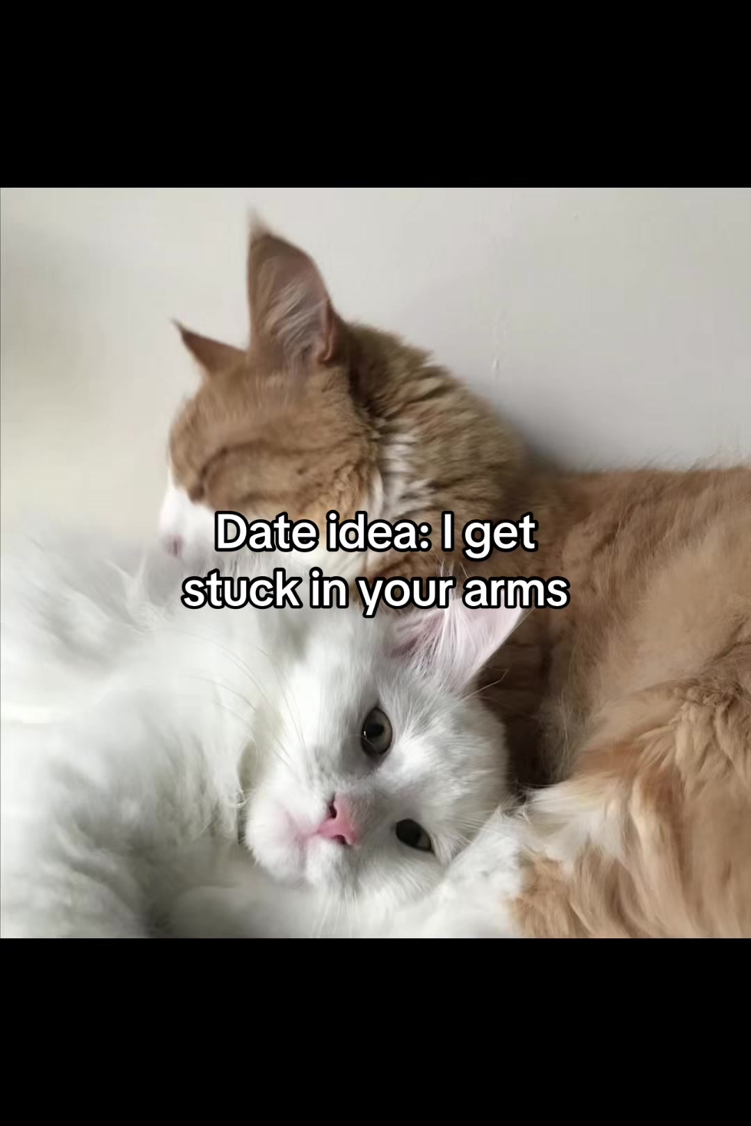 @LavanderCat