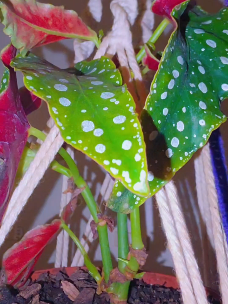 @Alicia ✨️🌱🐛