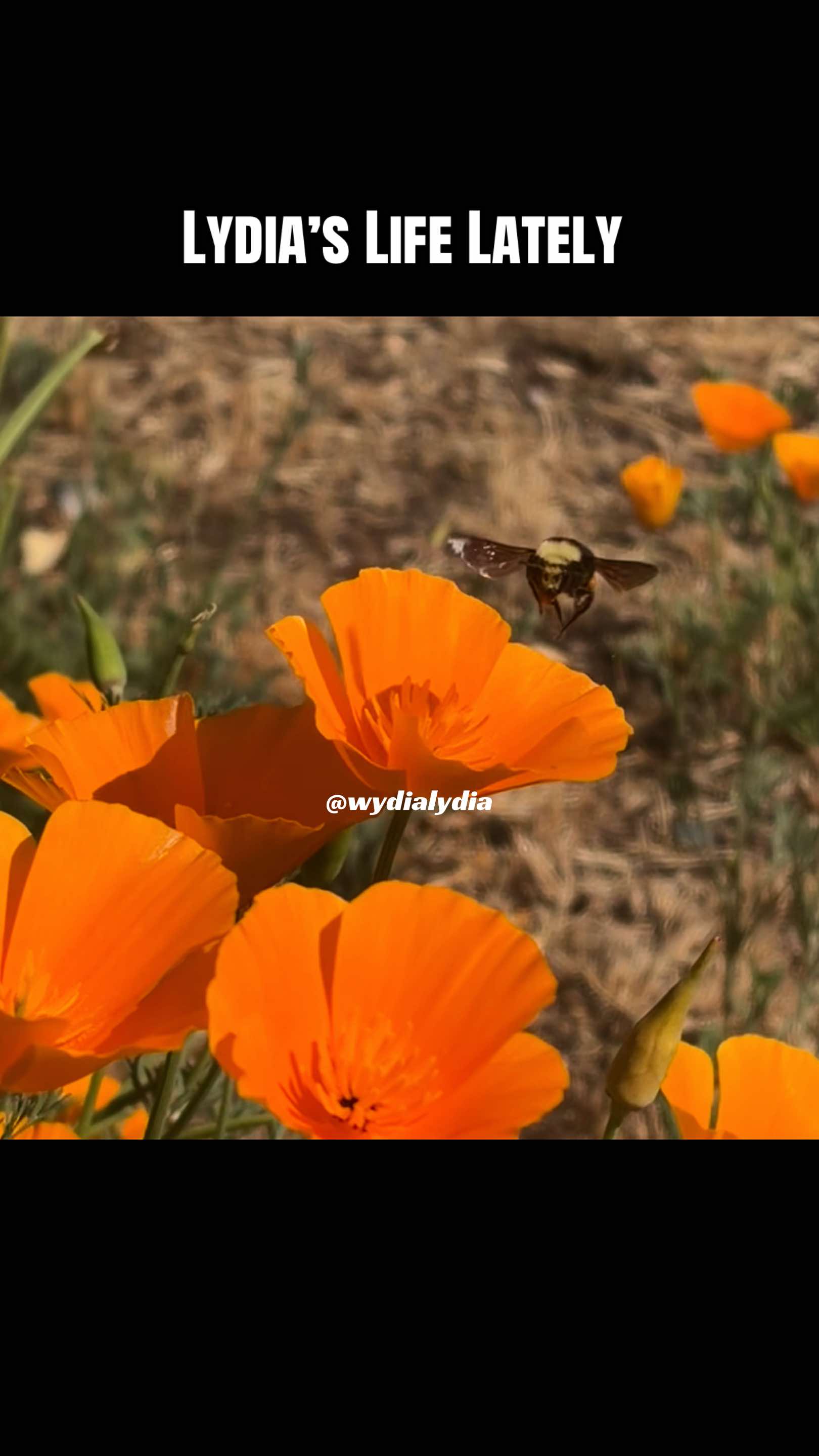 @ʟʏᴅɪᴀ 🦋