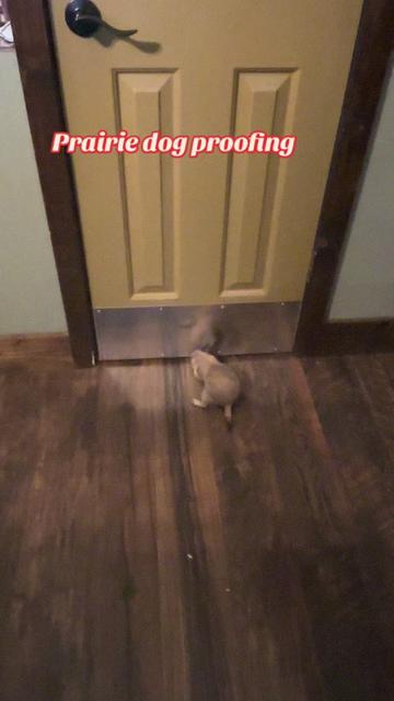 @Sarahsquirrels43🐿️