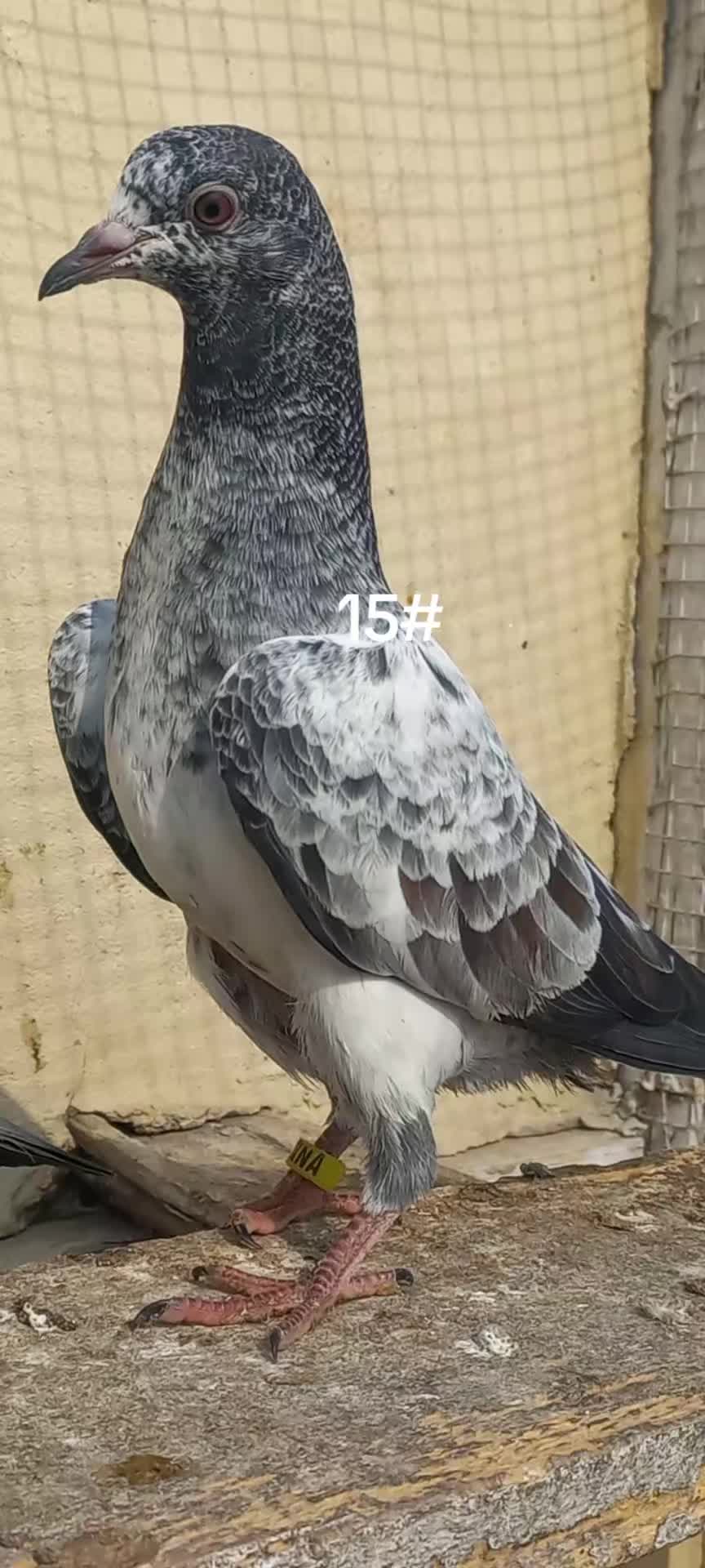 @Ranakasuripigeon