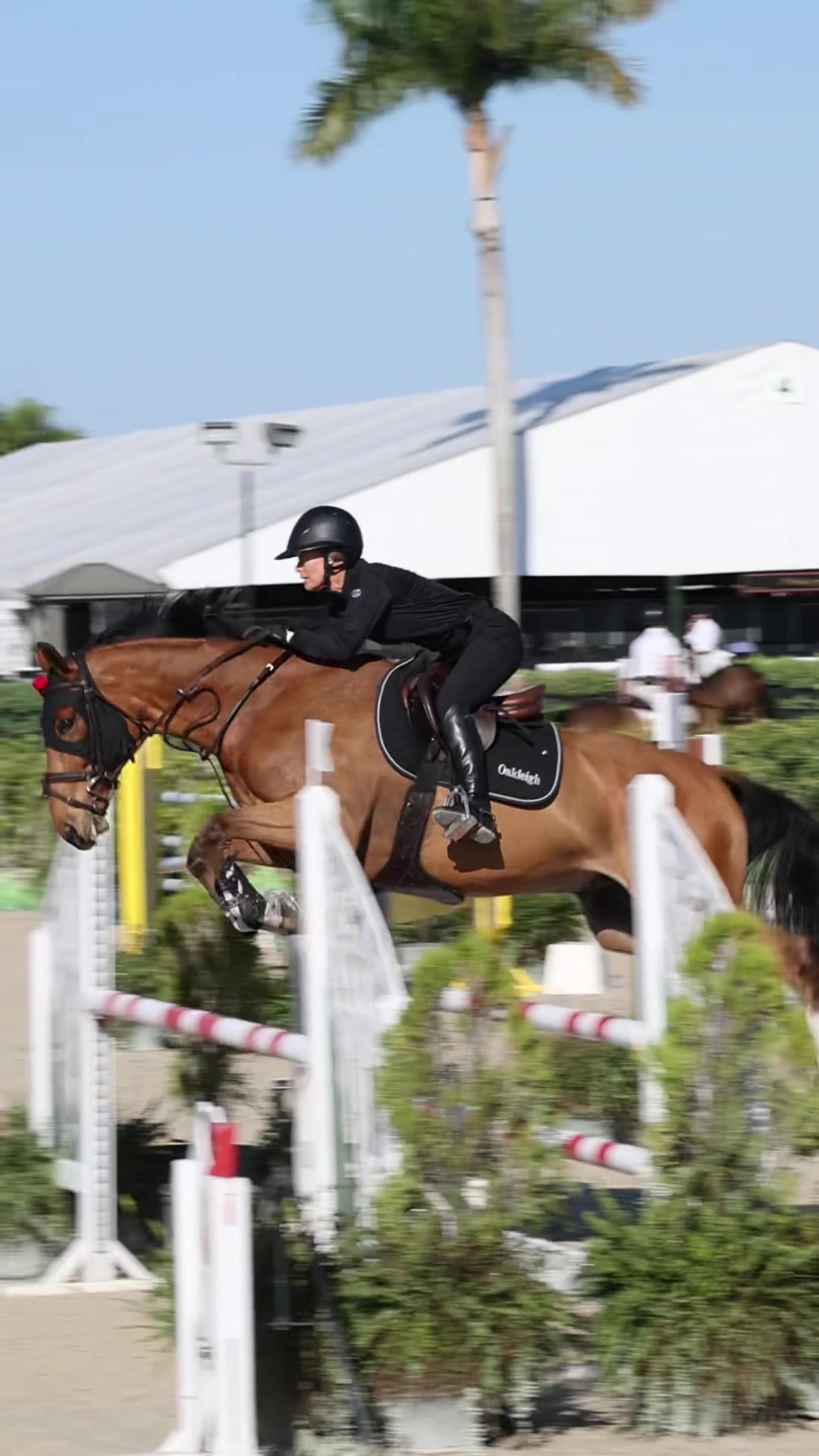 @ckponies