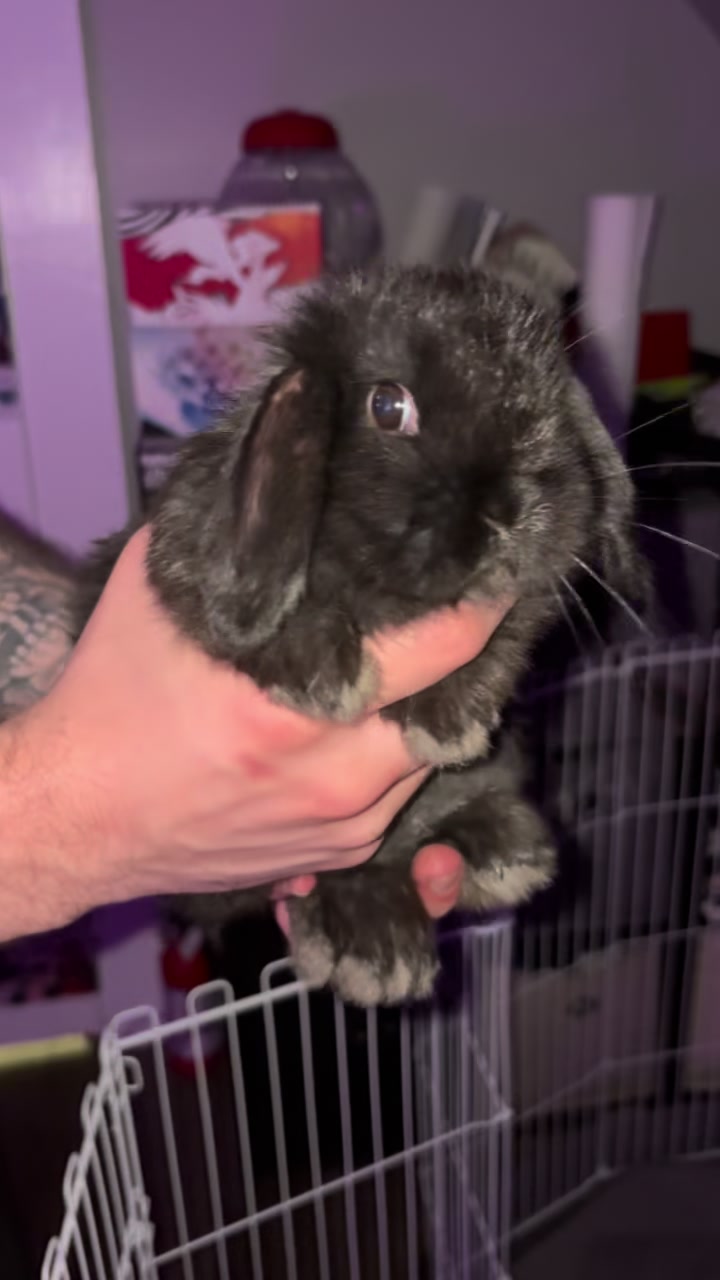 @🦨juno🔨