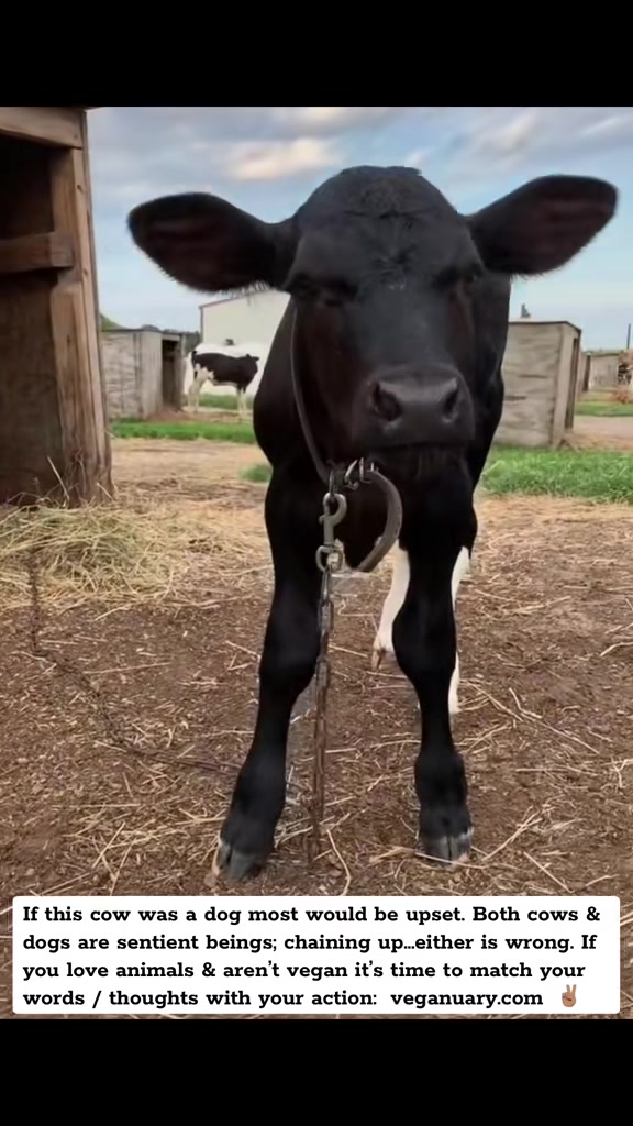 @I Love Animals 💚🌱✌️