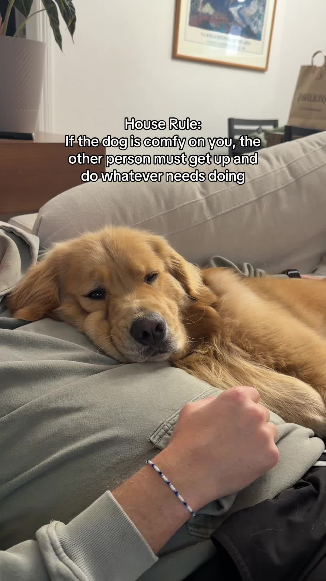 @Zebby The Golden Retriever