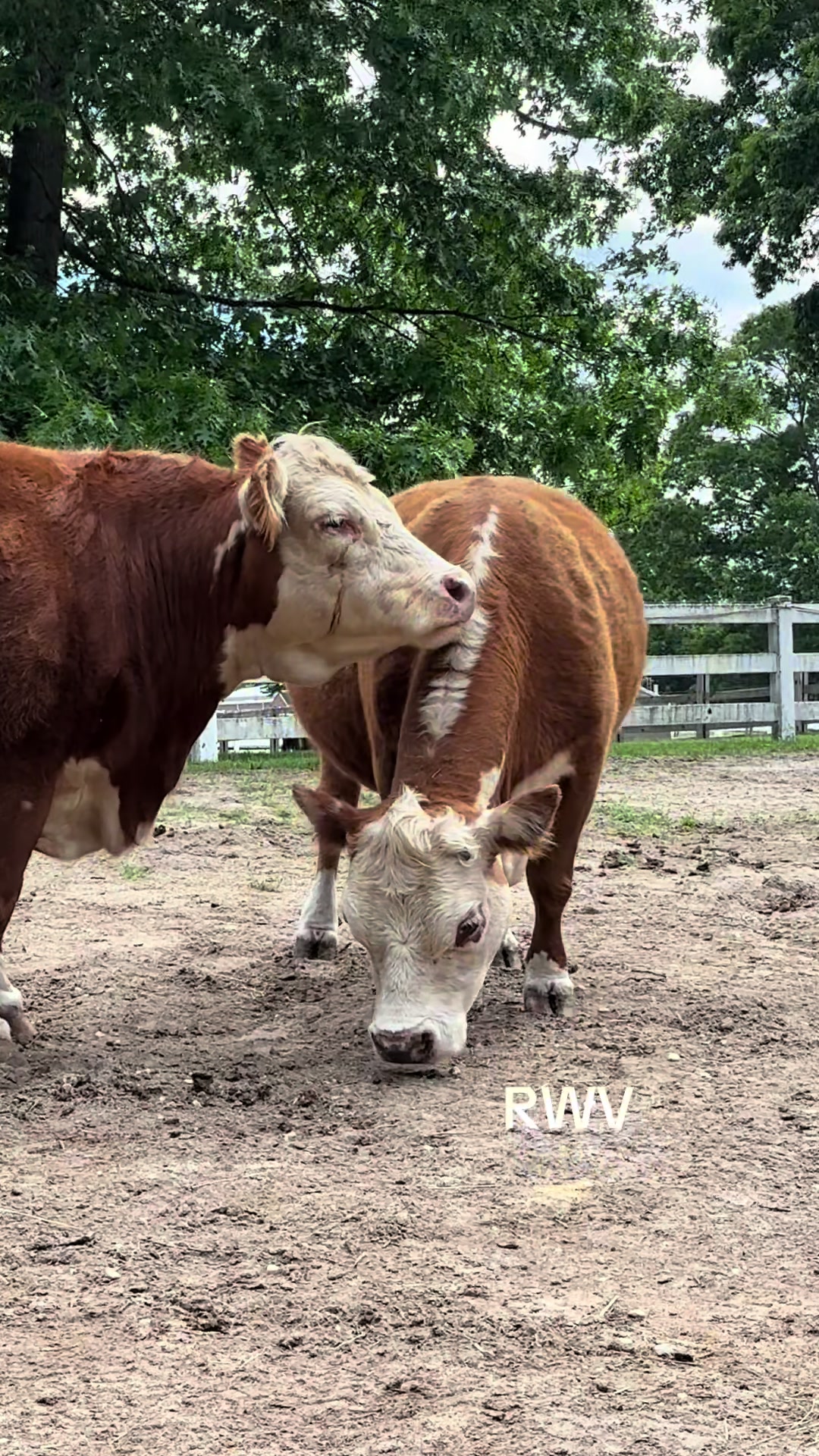 @RWV Land & Livestock