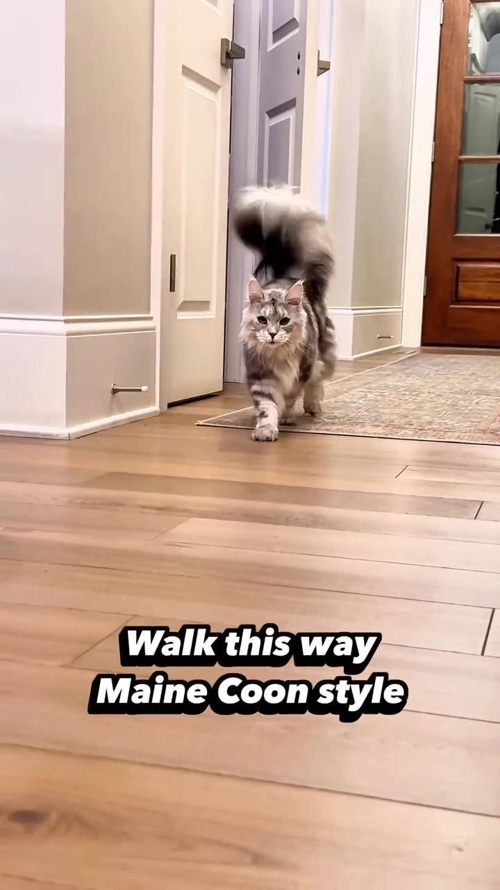 @Winnie: Maine Coon Kitty