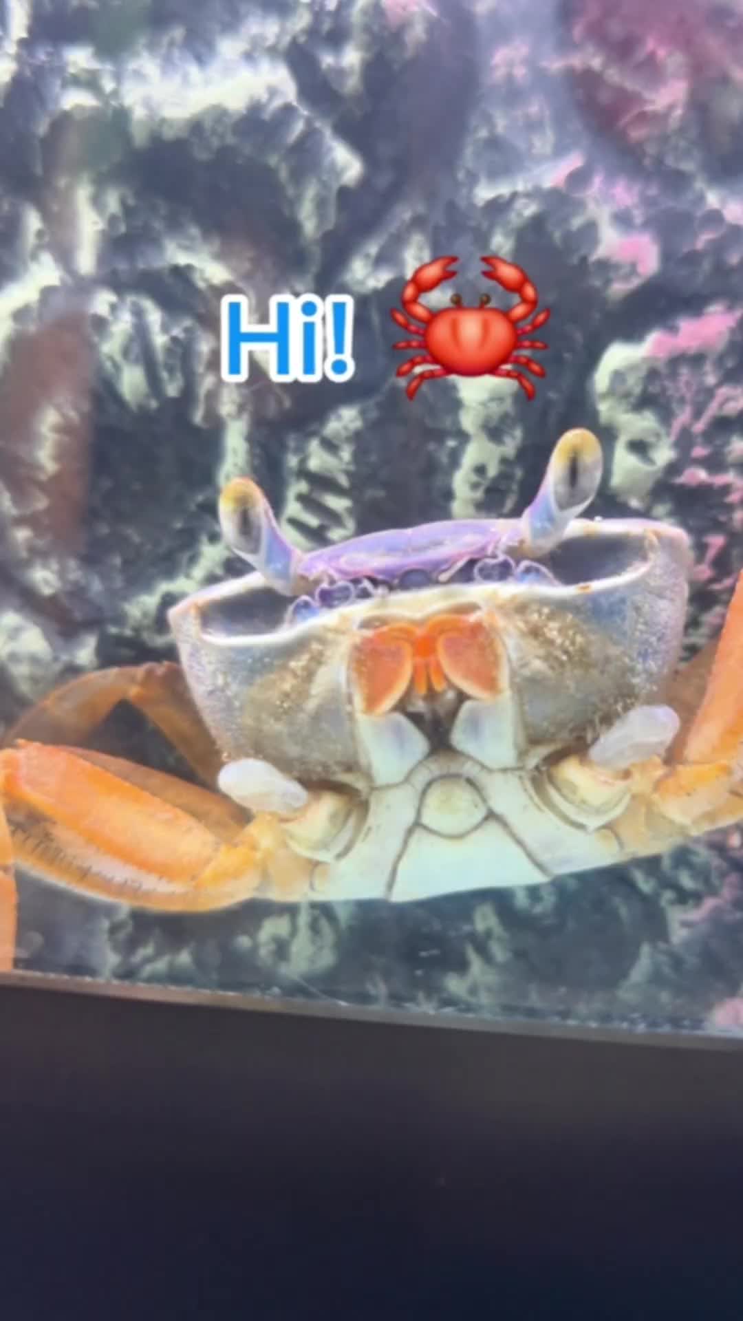@Howie The Crab