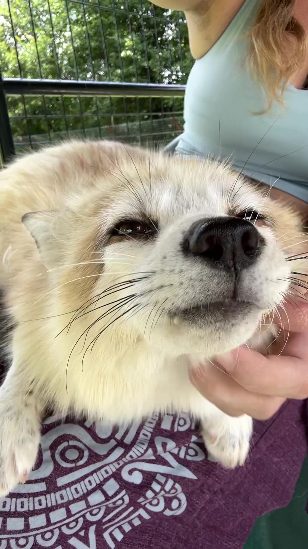 @Clevyr Creatures Fox Sanctuary