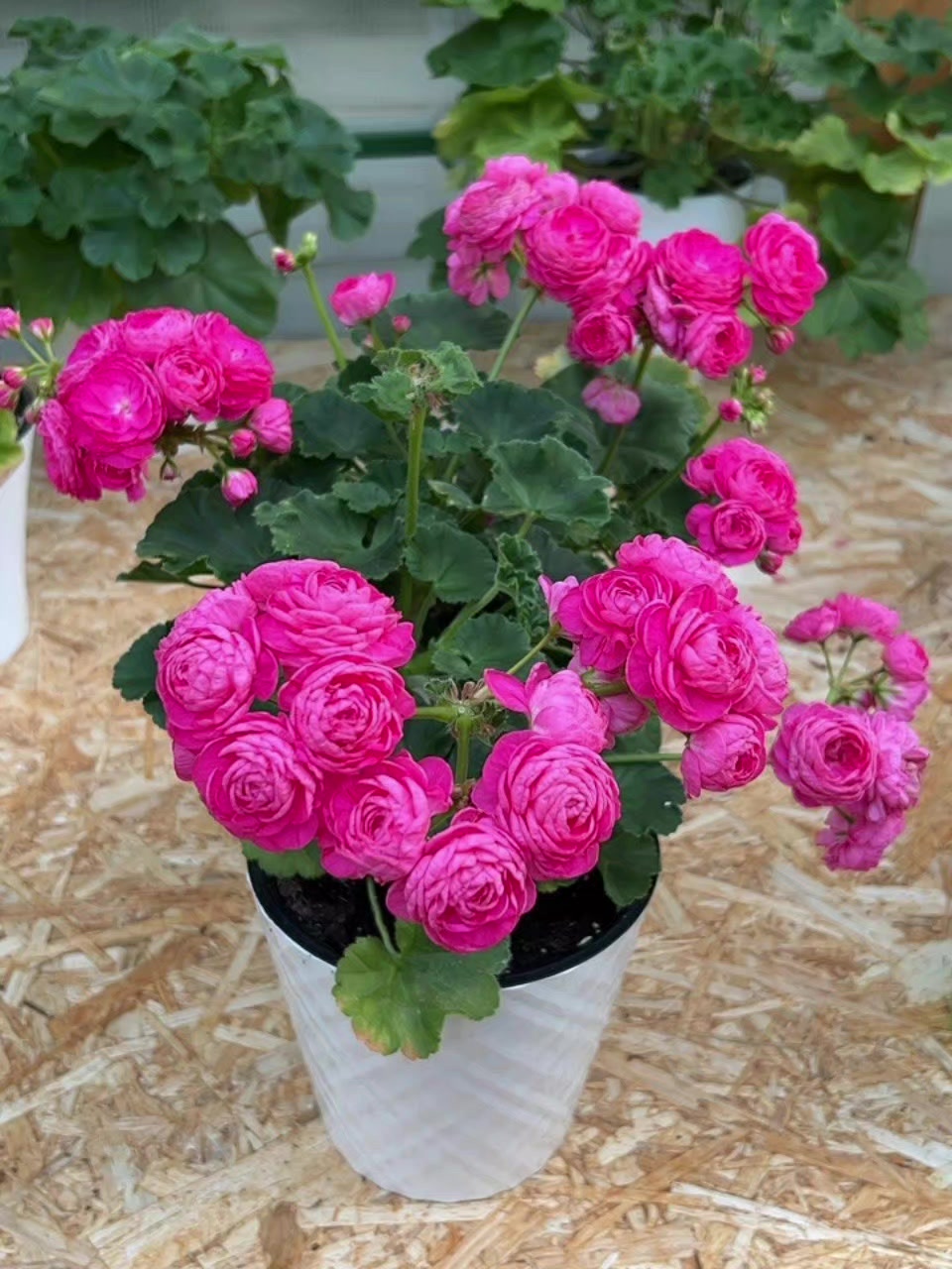 @Gül satışı🌸