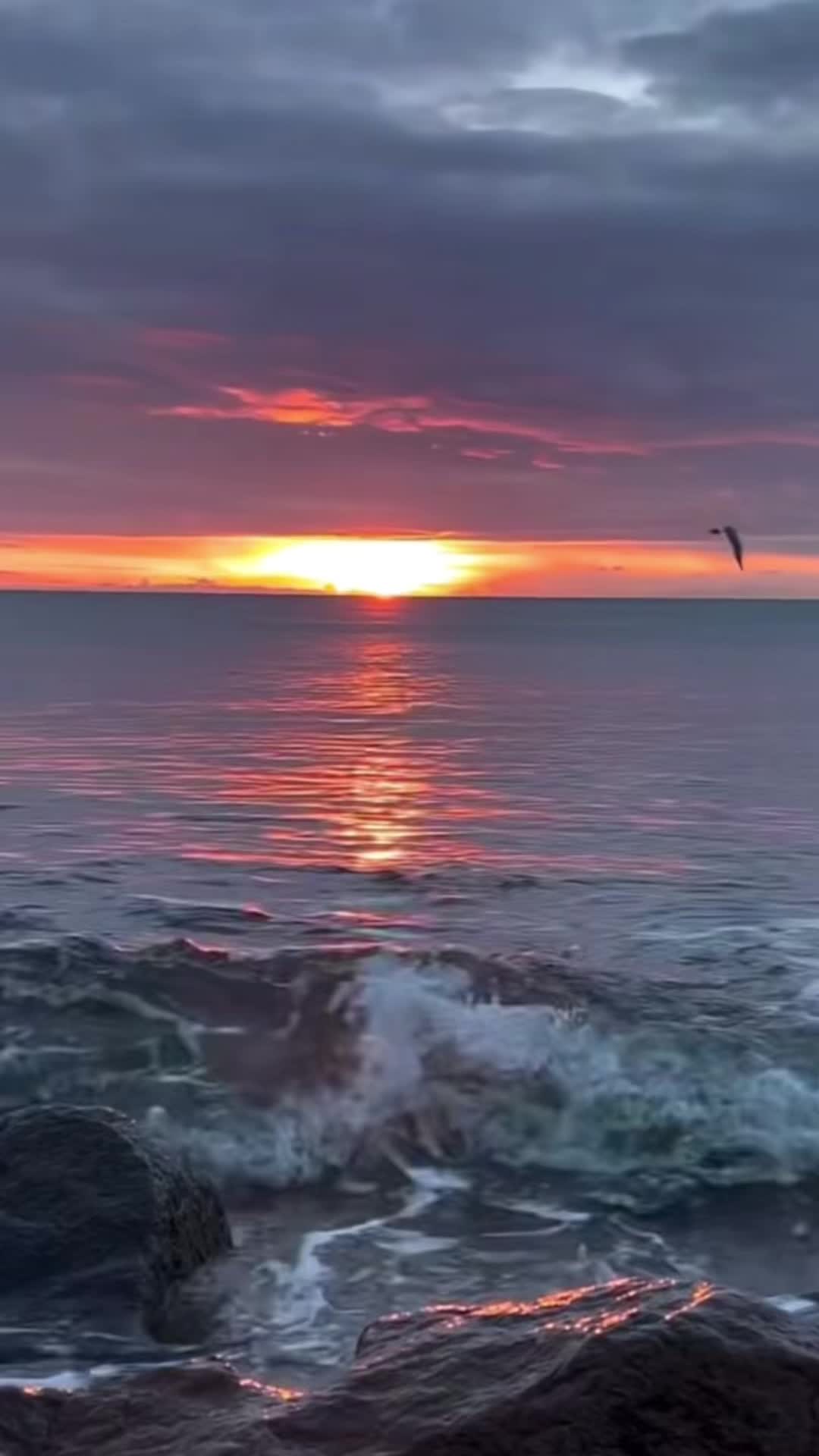 @atpet7