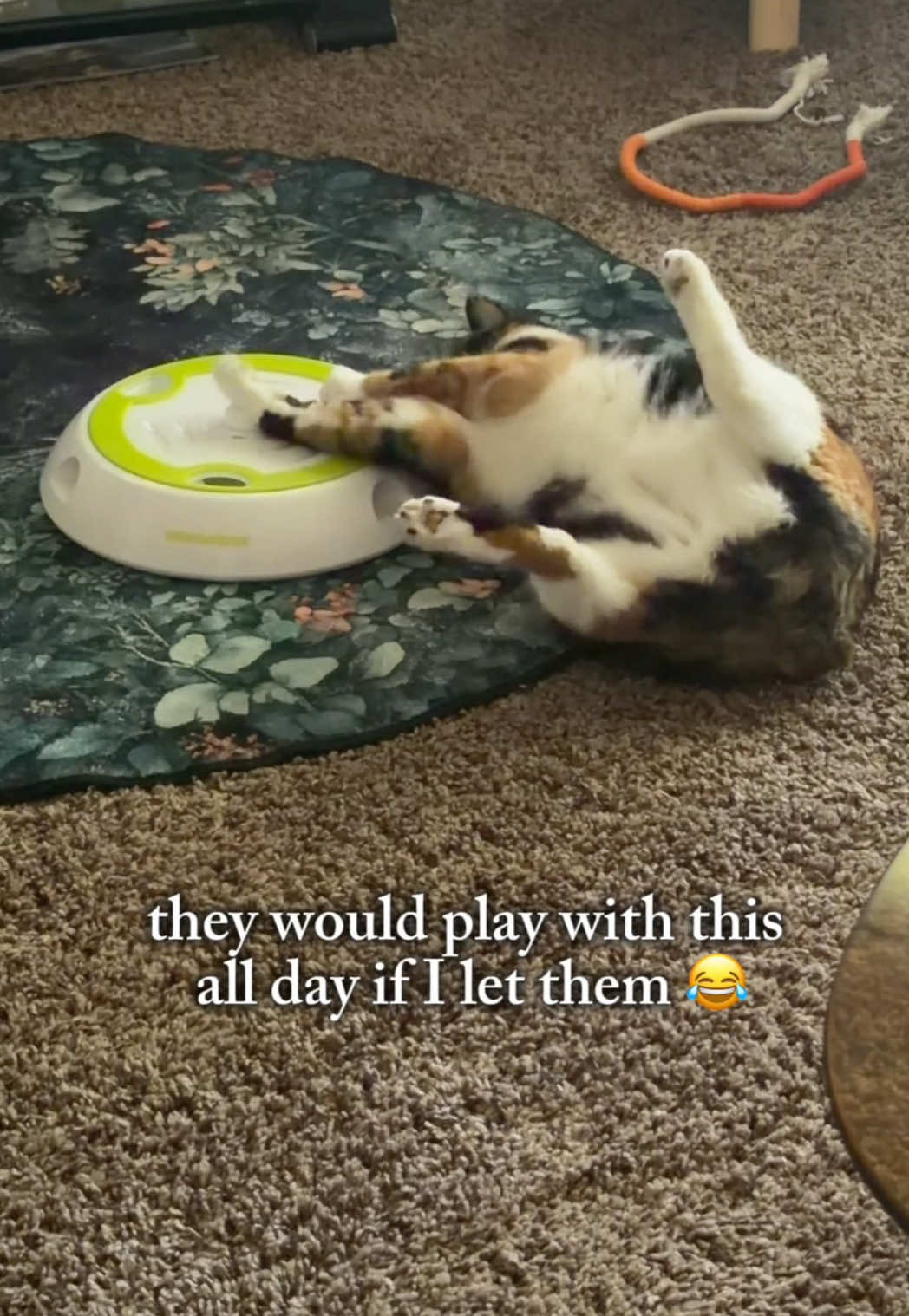 @my3catz 🐈🐈⬛🐈 | UGC