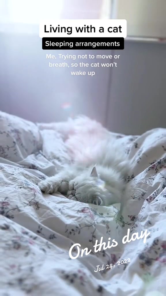 @Dutchkittycat