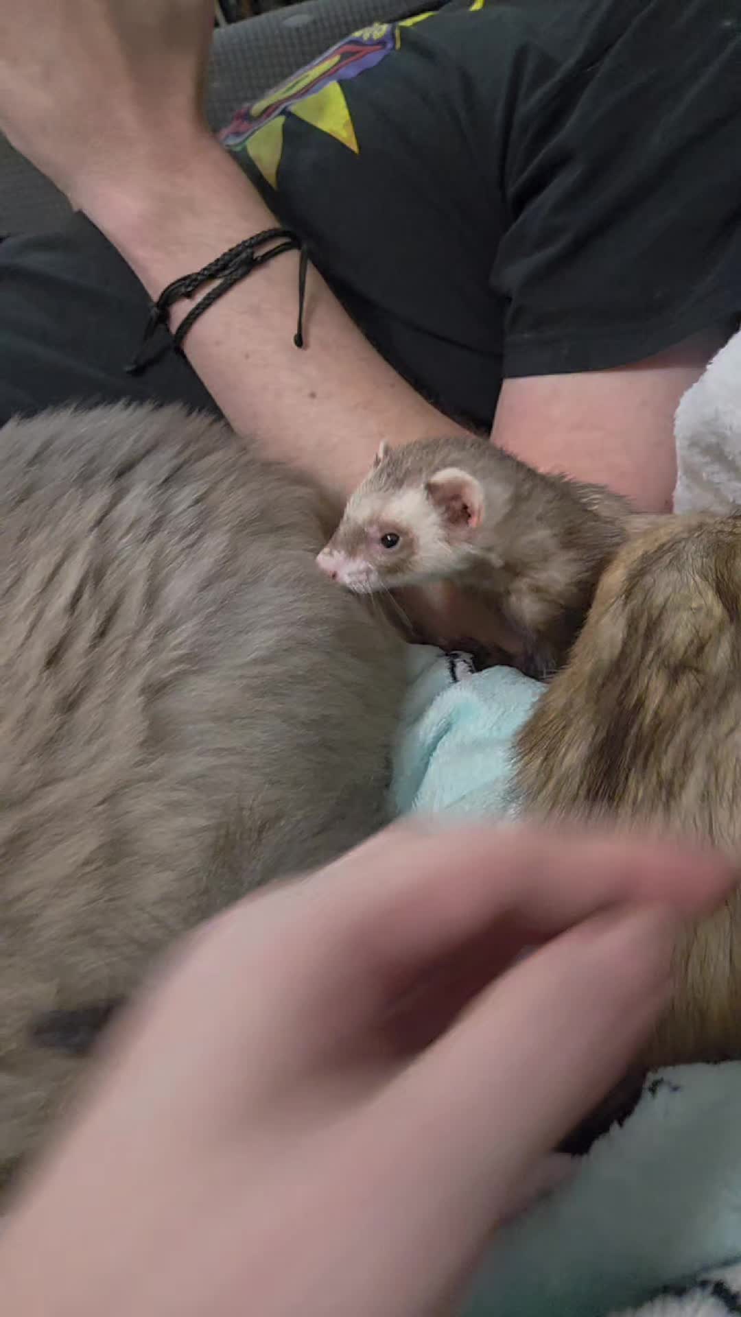 @FuffyFerrets