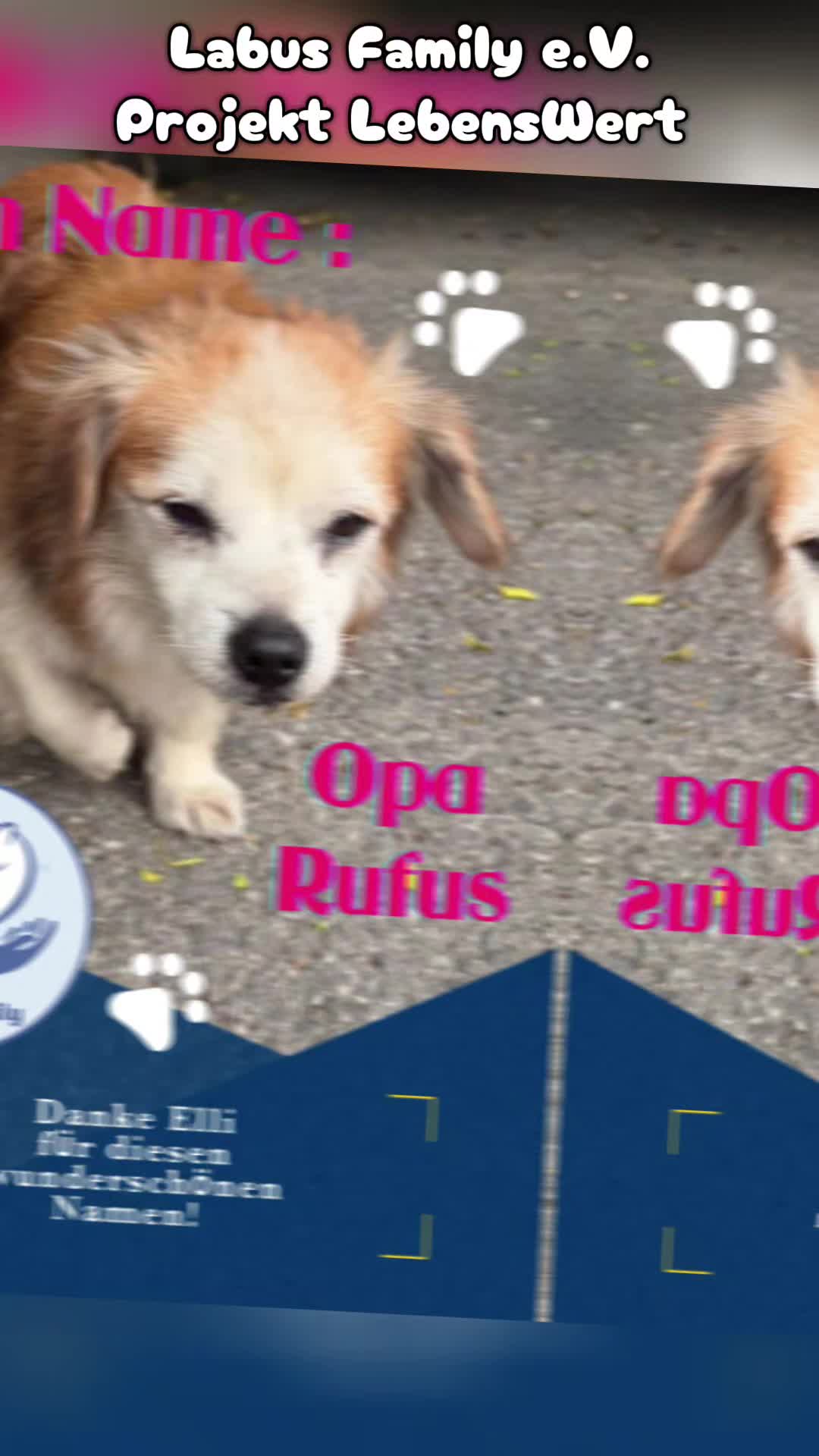 @Labus Family Shelter Animals ?