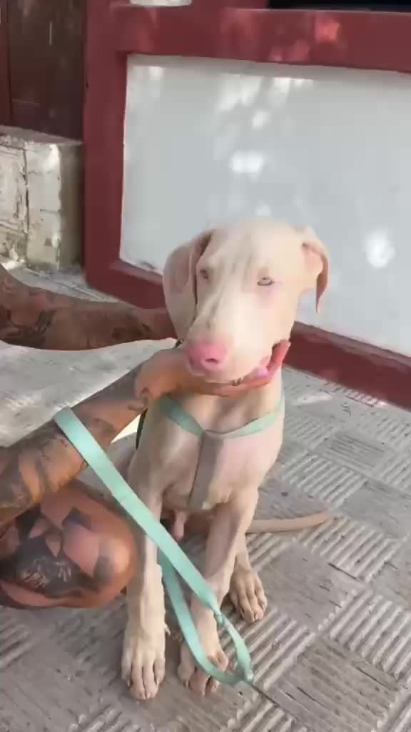 @Mascotas ,cachorritos bonitos