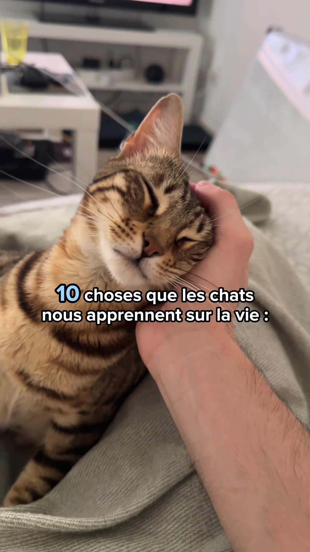 @Ricki the Bengal