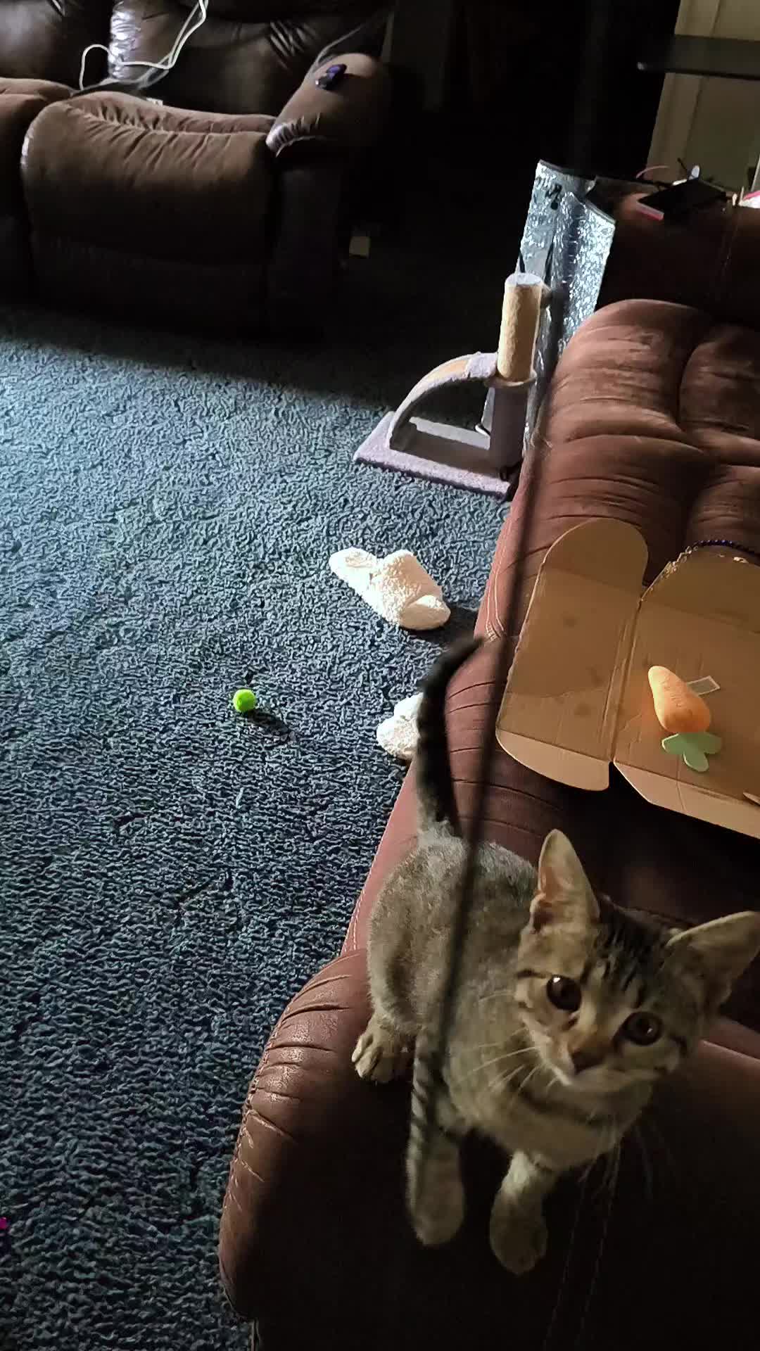 @Pickles the cat