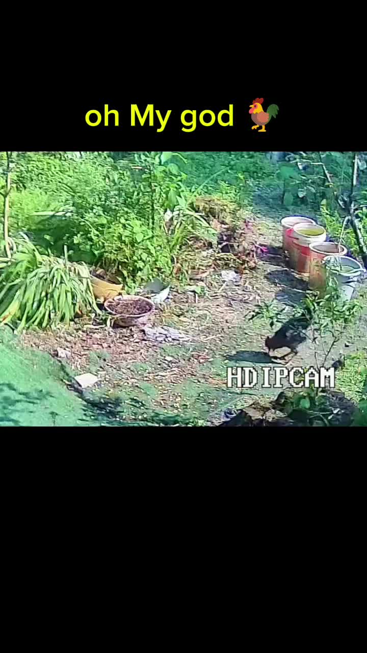 @videos animals funny
