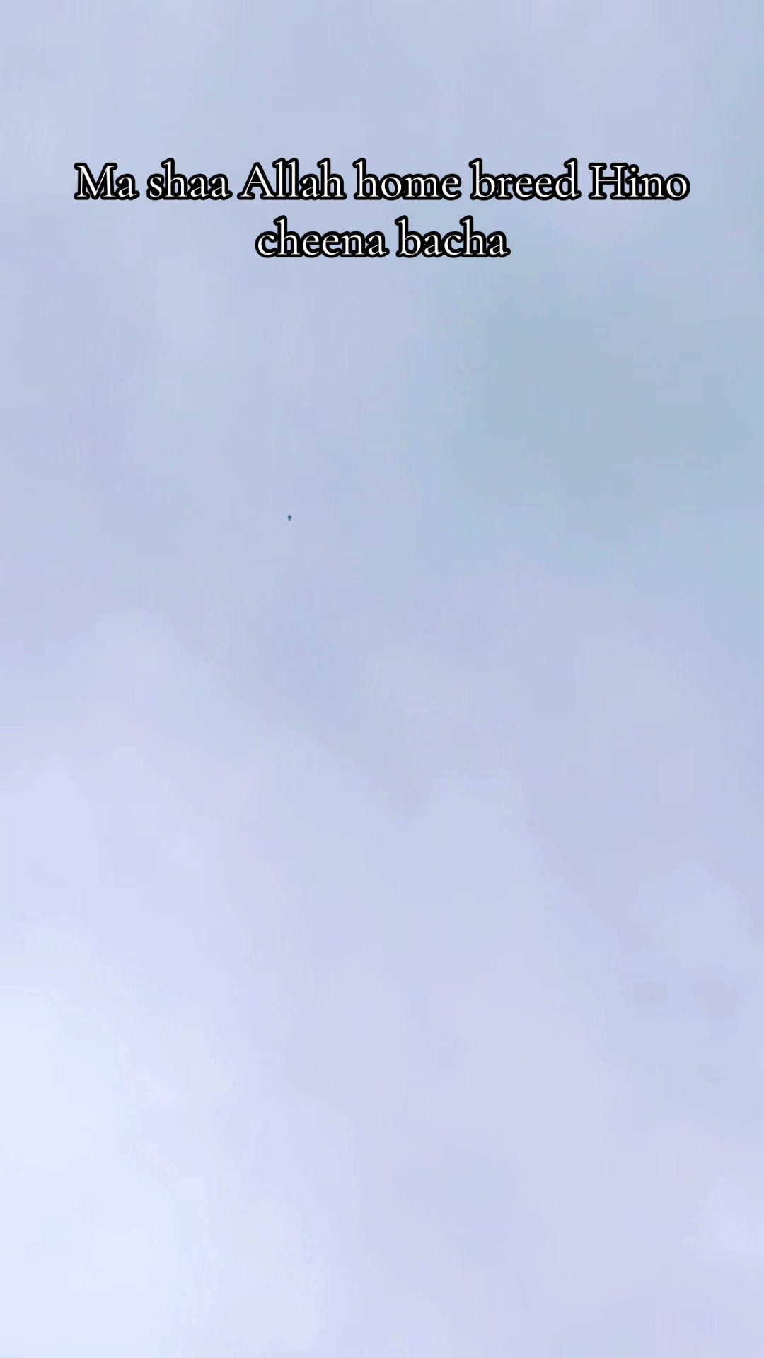 @DKB🇵🇰ĦighFlyerPigeonClub 🕊️