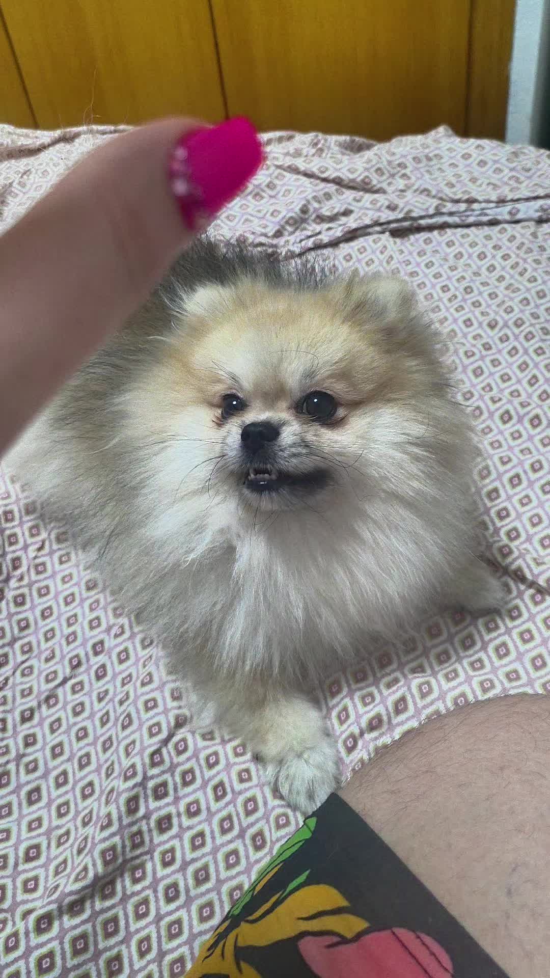 @baloo.the.pom