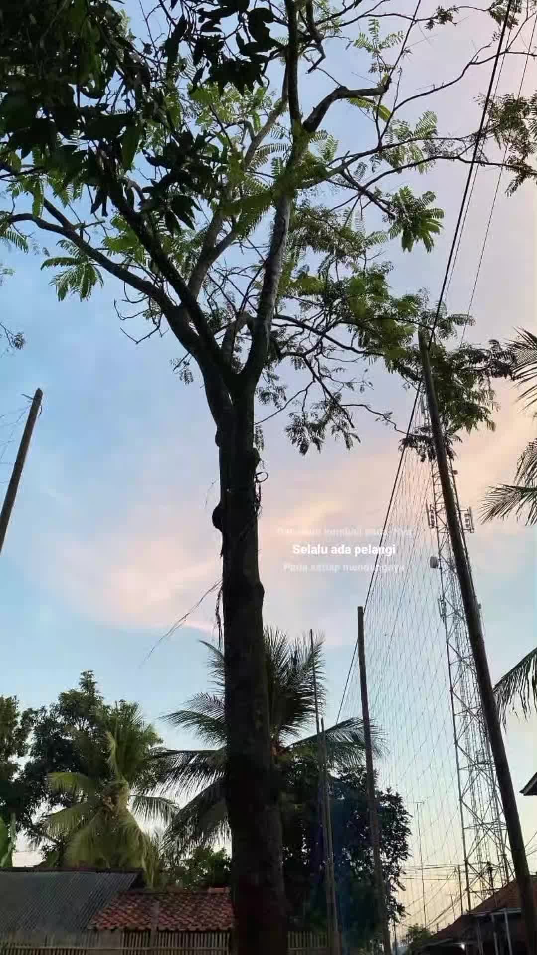 @ricee