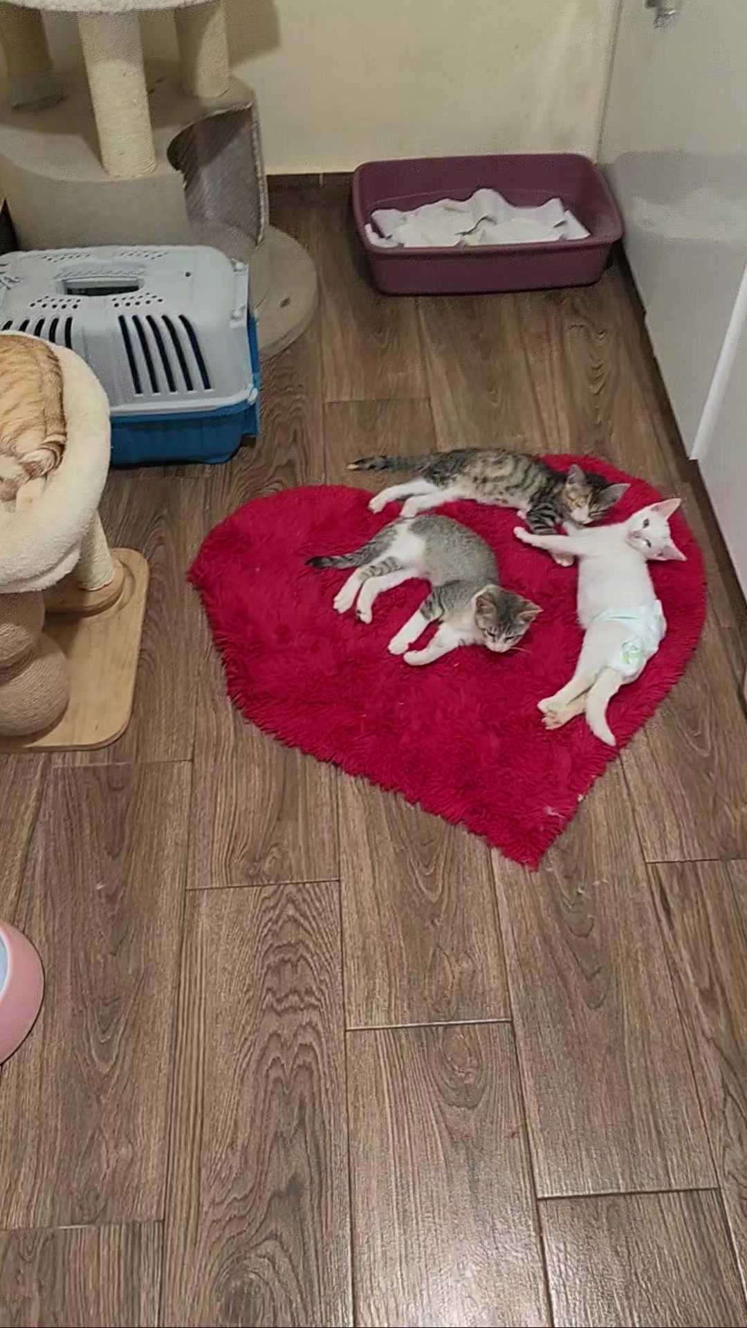 @CAToo Cat Rescue Armenia