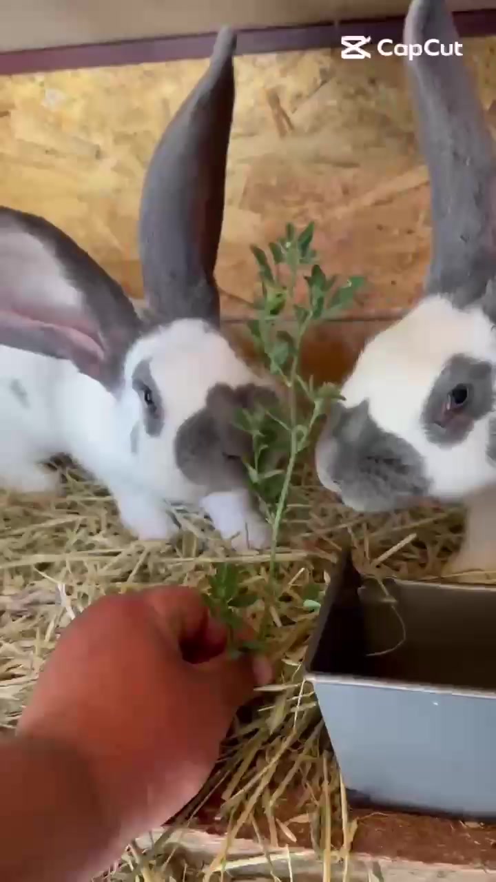 @sweet.bunny.club