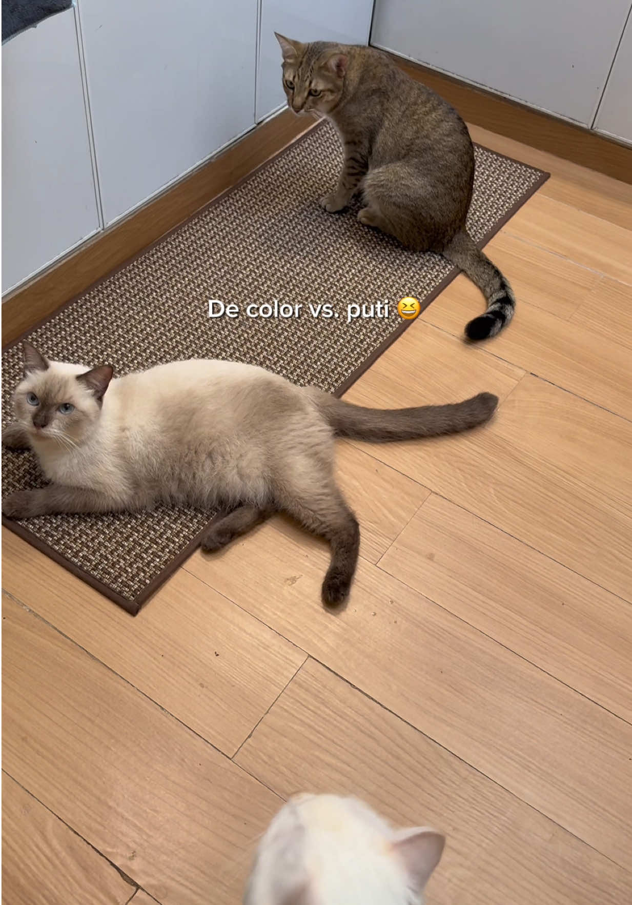 @catsnikath ⋆🐈&zwj;⬛ ྀི